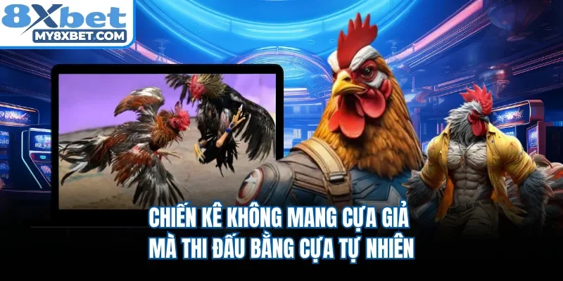 Chiến kê không mang cựa giả mà thi đấu bằng cựa tự nhiên