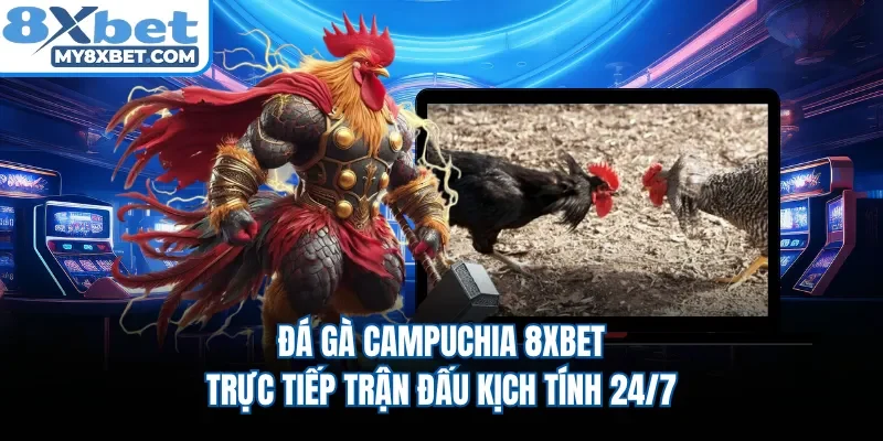 Đá Gà Campuchia 8XBET | Trực Tiếp Trận Đấu Kịch Tính 24/7