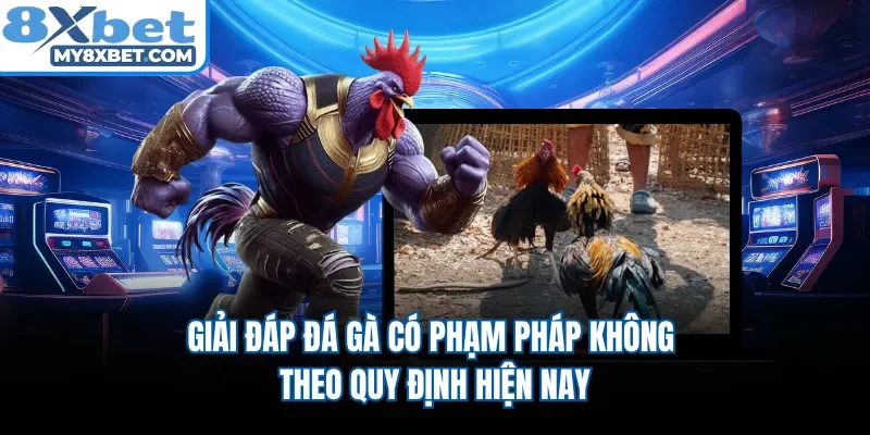 Giải đáp đá gà có phạm pháp không theo quy định hiện nay